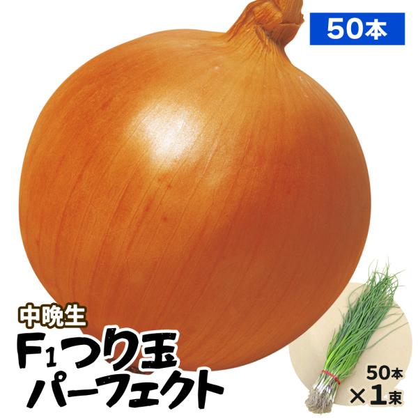 ●商品情報:なんと約9ヵ月も貯蔵可能なので、5月下旬〜翌年3月頃まで好きな時に美味しい玉ねぎが食べられ家計にもウレシイ!耐病性にも優れ作りやすく、抜群の玉揃い・色ツヤまでをも誇り、貯蔵玉ねぎで人気No.1の『パーフェクトなつり玉ねぎ』です。...