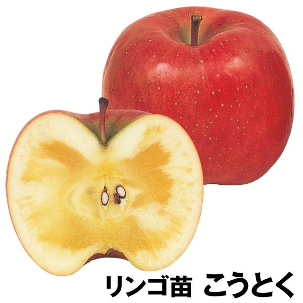 ●商品情報：蜜が入りやすい高級リンゴ。約270gとやや小玉ですが、酸味少なく糖度約14度とクセになる旨さ。●お届け状態：接木1年生根巻苗●分類：落葉樹●生長後の樹高(約)：2.5〜3ｍ●収穫時期(約)：10月中旬〜●日照：日なた●耐寒性：強...