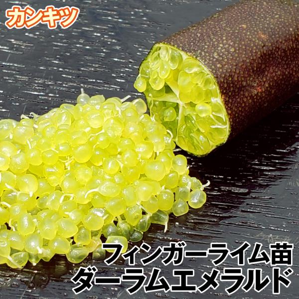 柑橘2年生　フィンガーライム接木苗／ダーラムエメラルド　8号鉢植え 柑橘2年生 フィンガーライム接木苗／ダーラムエメラルド 8号鉢植え