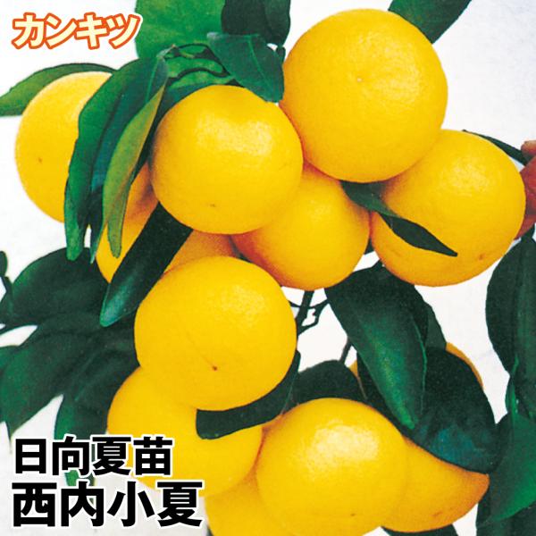 日向夏 西内小夏 1株 カンキツ 果樹苗 国華園 : 花と緑 国華園 - 通販