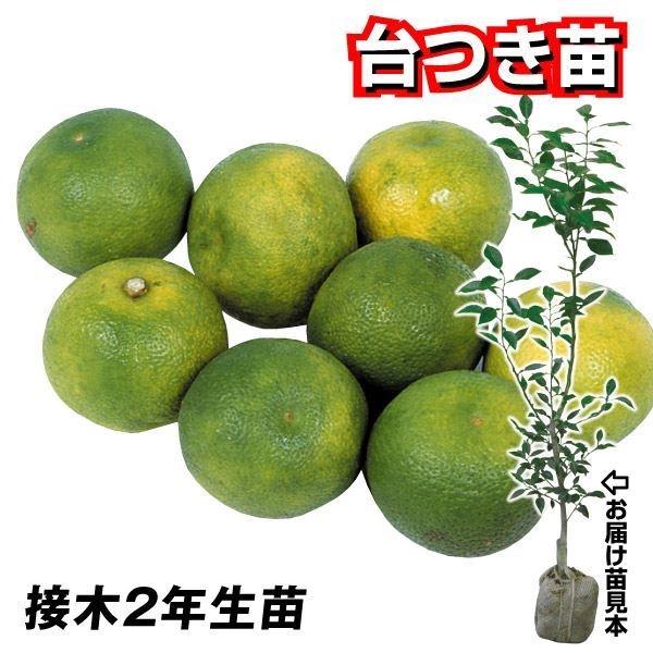 ●商品情:カボスはスダチの約5倍も大きく、高尚な香りで風味も格別!  酸味多く、いろいろなお料理に! 【台つき苗とは】通常お届けする苗木は、時期になると掘り起こし、根についた土を一旦落とします。しかしこちらの「台つきカンキツ苗」は、土を四角...