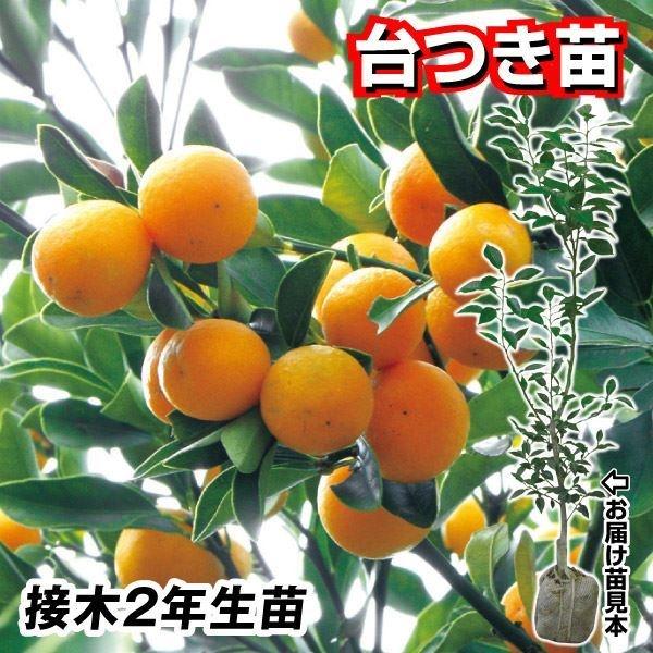 ●商品情報:日本で生産量の多い金柑。約10gの果実は生でも加工しても美味しい！【台つき苗とは】通常お届けする苗木は、時期になると掘り起こし、根についた土を一旦落とします。しかしこちらの「台つきカンキツ苗」は、土を四角く掘り起こし、そのままの...