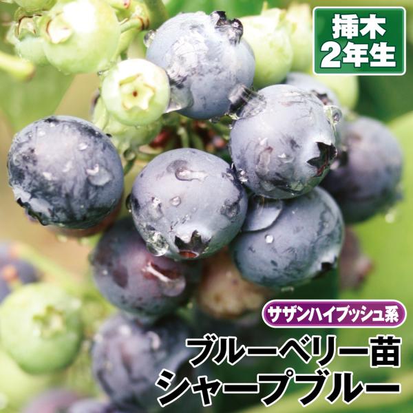 ブルーベリー苗オニール＆シャープブルー大苗2本セット ブルーベリー