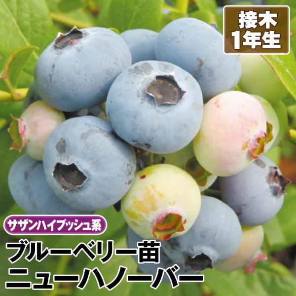 ブルーベリー サザンハイブッシュ系 ニューハノーバー 接木1年生苗 1株