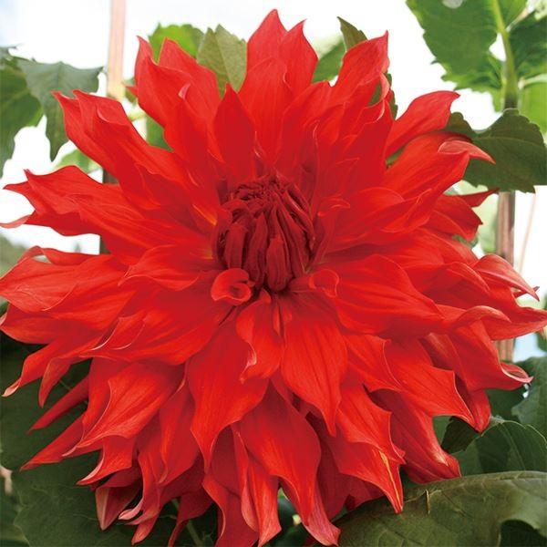 ●学名・英名：Dahlia●商品情報：壮烈な赤が美しい、超巨大輪ダリア。超巨大輪:花径30cm以上。秋田国際ダリア園の高品質な球根でお届けします。「大恋愛」は秋田国際ダリア園の園長鷲澤氏(国内に流通している品種の約7割もの生みの親)が作出。...