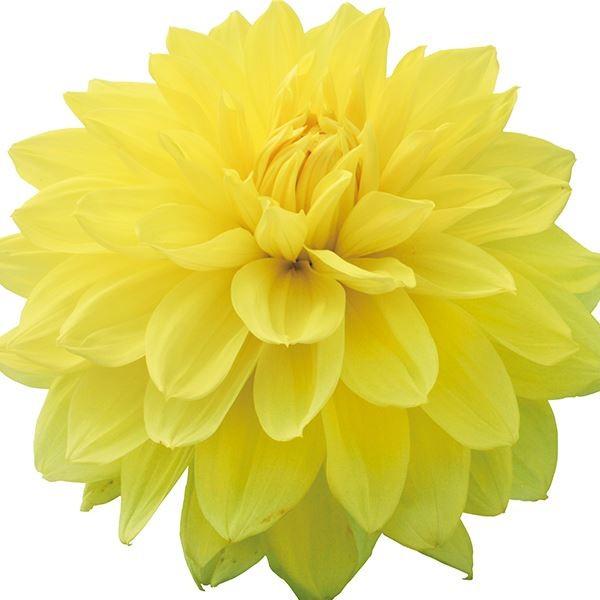 ●学名・英名：Dahlia●商品情報：輝く黄色の巨大輪ダリア。巨大輪:花径28cm前後。秋田国際ダリア園の高品質な球根でお届けします。「巨星」は秋田国際ダリア園の園長鷲澤氏(国内に流通している品種の約7割もの生みの親)が作出。ダリアは桜が咲...