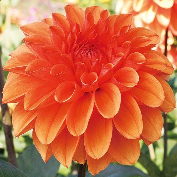 ●学名・英名：Dahlia●商品情報：茎が強く切花に最適な中輪ダリア。中輪:花径17cm前後。秋田国際ダリア園の高品質な球根でお届けします。「シャイニーオレンジ」は秋田国際ダリア園の園長鷲澤氏(国内に流通している品種の約7割もの生みの親)が...