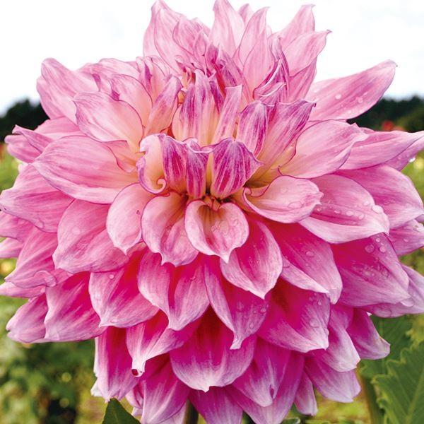 ●学名・英名：Dahlia●商品情報：麗しい花色に心奪られる超巨大輪ダリア。超巨大輪:花径30cm以上。秋田国際ダリア園の高品質な球根でお届けします。ダリアは桜が咲くころが植え付けの適期です。上手に管理すると6〜7月と9〜11月の年2回、花...