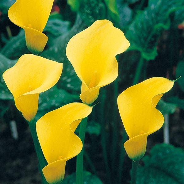 ●学名・英名：Zantedeschia●商品情報：すらりとした花形で、切花でも人気が高いカラー。サトイモ科。主に南アフリカが原産。●お届け状態：球根(球周約14cm)●開花期(約)：6月●草丈(約)：30〜50cm●日照：日当たり・半日陰●...