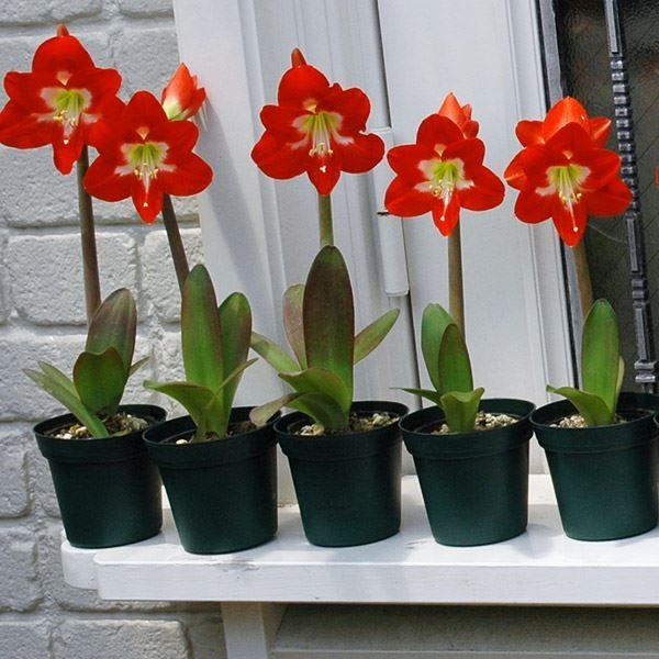 ●学名・英名：Hippeastrum●商品情報：鉢の大きさがコーヒーカップほどであれば十分生育できる、花径約10cmほどのミニアマリリス。ヒガンバナ科。●お届け状態：球根●開花期(約)：4-5月●草丈(約)：30-40cm●耐寒性：中●日照...