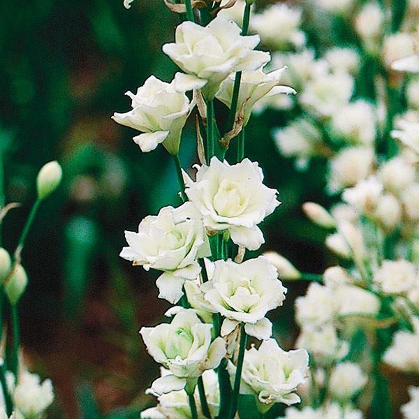 ●学名・英名：Galtonia candicans Moonbeam●商品情報：珍しい八重咲花を上向きに咲かせるガルトニア。夏の切花に。●お届け状態：球根(球周約14cm)●開花期(約)：7-9月●草丈(約)：80-100cm●耐寒性：強●...