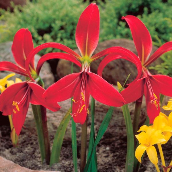 ●学名・英名：Sprekelia Formosissima●商品情報：スプレケリアは赤いつばめが飛んでいるかのような花姿から、別名「ツバメズイセン」とも呼ばれます。ヒガンバナ科。原産地はメキシコ。 ●お届け状態：球根(開花見込みサイズ)●開...