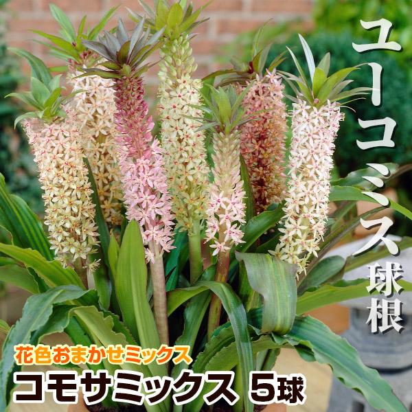 学名・英名Eucomis comosa商品情報ユーコミスはそのユニークな花姿から「パイナップルリリー」とも呼ばれています。性質が強く栽培容易で、数年植えっぱなしも可能。キジカクシ科。お届け状態球根開花期(約)6-7月草丈(約)50-60cm...