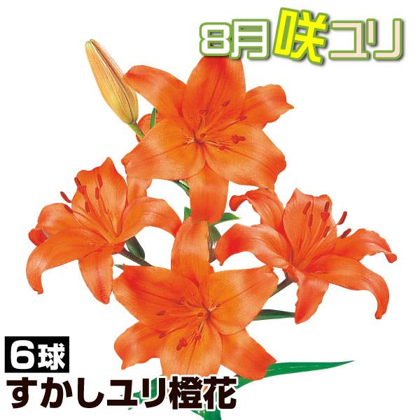 信州産百合(橙色・黄色)の球根　パケットプラス 信州産百合(橙色・黄色)の球根パケットプラス