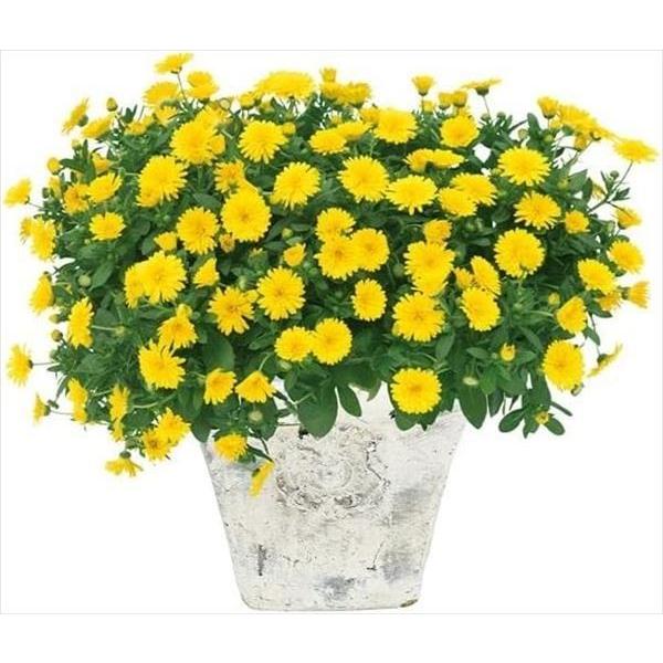 ●商品情報：耐暑(40℃)・耐寒(-15℃)性が非常に強く、開花期が非常に長い! 天敵のうどんこ病の耐病性も改善されました。1株に100輪以上のお花を同時に咲かせることもあるほど花つき抜群!! 水はけと日当たりが良ければ、ほぼ手間いらずで咲...