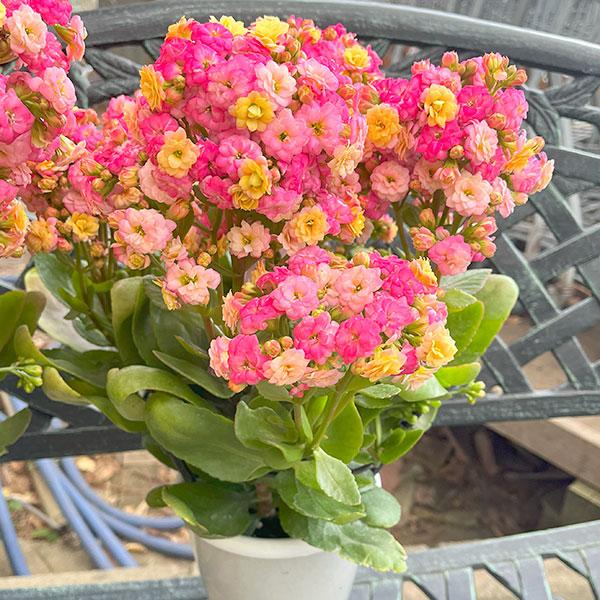 ●商品情報：花色の変化が楽しめる八重咲カランコエが登場しました。咲き始めは黄色で、咲き進むと桃色に変化！   ●お届け状態：4寸鉢   ●分類：多年草   ●開花期：3〜5月   ●日照：日なた   ●耐寒性：弱   ●栽培適地：鉢植え※画...