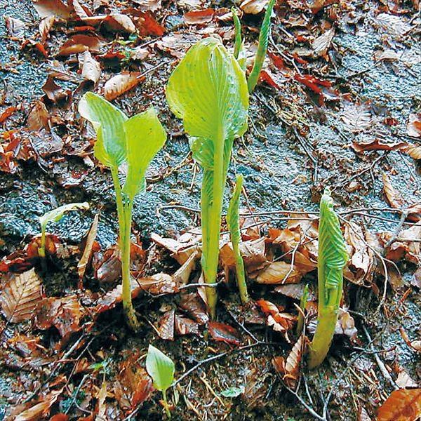 ●商品情報：独特のぬめりと歯ざわりが絶品! 和え物や炒め物に。●お届け状態 ：素掘苗●分類：多年草●耐寒性：強●日照：日向・半日陰●収穫期：5〜7月
