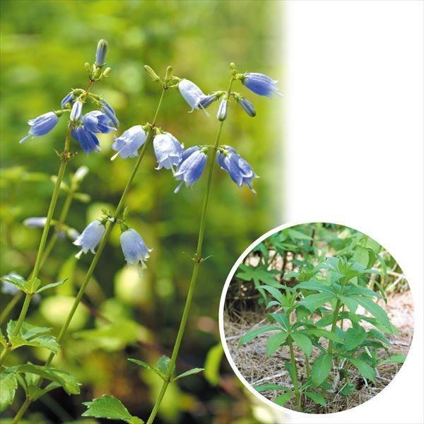 ●商品情報：若芽を和え物や炒め物にすると大変美味! 蕾・花は酢の物に。●お届け状態 ：ポット苗●分類：多年草●耐寒性：強●日照：半日陰●収穫期：4月