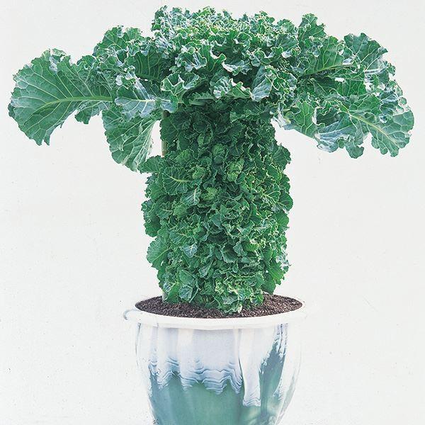 マスダ交配●商品情報：「芽キャベツ」と「ケール」の交配により誕生。栄養価が極めて高く、とりわけ鉄分・カロテン・カルシウム・ビタミンCを豊富に含有!また、苦味やクセがなく甘味があっておいしい、究極の健康野菜です。 プチヴェール。●お届け状態：...