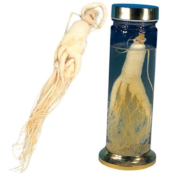 ●商品情報：11種類のサポニンの他、様々な特殊成分を含有。根を焼き酒に。朝鮮人参の苗。●お届け状態 ：ポット苗●分類：多年草●耐寒性：強●日照：半日陰●収穫期：冬●備考：販売はあくまで植物ですので、ご利用の際は必ず医師等にご相談ください