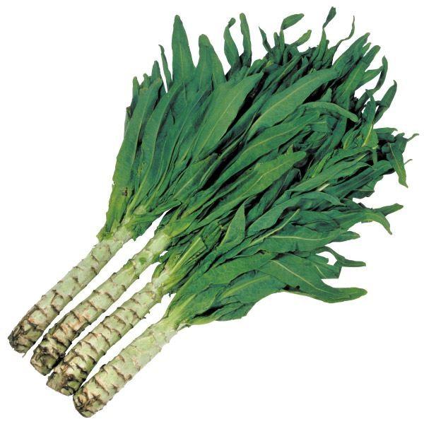 ●商品情報くらげのようにコリコリした食感。サラダや酢の物、中華料理に。別名：ステムレタス。   ●お届け状態 ポット苗   ●分類1年草   ●耐寒性中   ●日照半日陰   ●収穫期6月