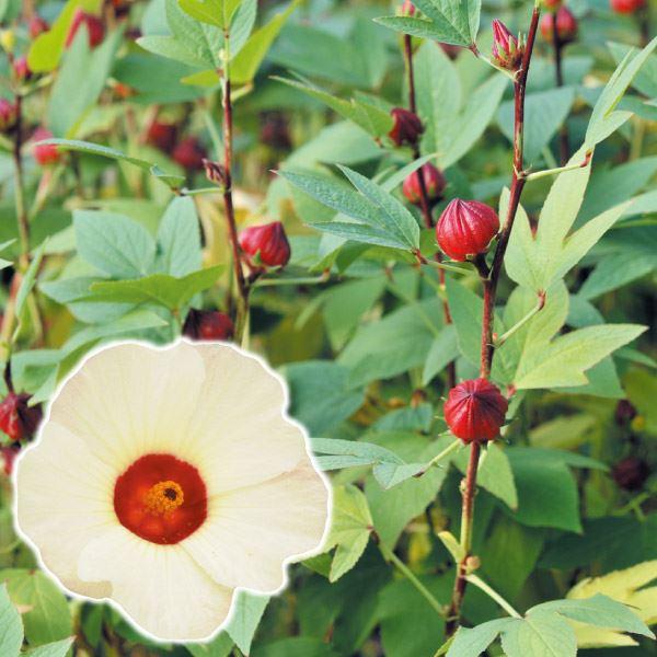 ●商品情報：熟した萼（がく）を収穫し、乾燥させてハーブティーに。爽やかな酸味と鮮やかな色味をお楽しみください。１０月頃にはハイビスカスに似た花を咲かせます。●お届け状態：ポット苗●分類：多年草●日照：日なた●収穫時期（約）：11〜12月●耐...