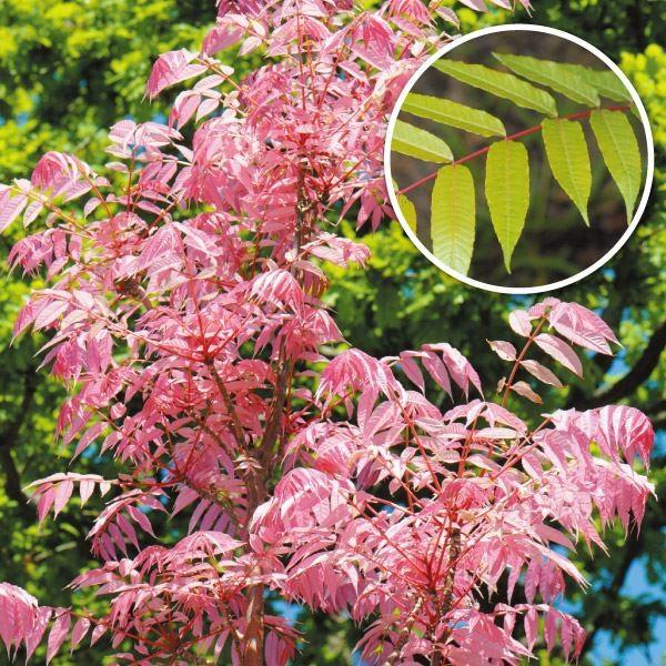 ●商品情報：「サラダの木」や「香椿」とも呼ばれる樹木で、春の新芽を香辛野菜として収穫。サクサクと食感良く、特有の苦味と風味、ニンニクやゴマのような香りは食欲をそそり、油炒め、卵とじ、薬味などにすると絶品!新芽時より赤→桃→緑へと変化する葉色...