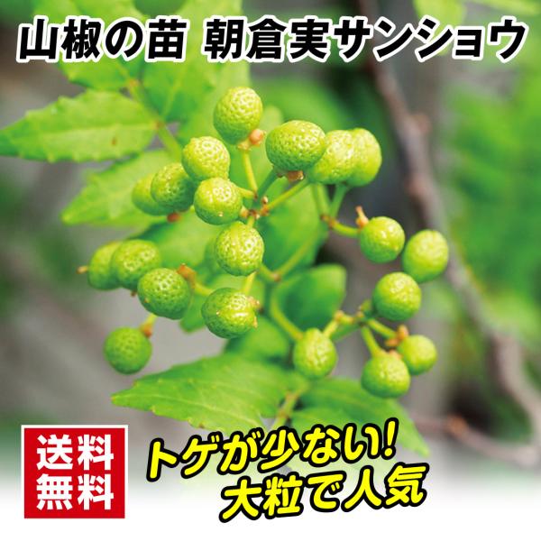 商品情報他の品種に比べてトゲが少なく実が大きめな山椒！実や葉、木の芽がすべて利用できます。お届け状態 ４号ポット苗分類落葉低木耐寒性強/寒冷地でも地植えOK。日照日なた収穫期3〜10月栽培適地庭・鉢栽培ポイント1本で実る備考※実は熟すと赤く...