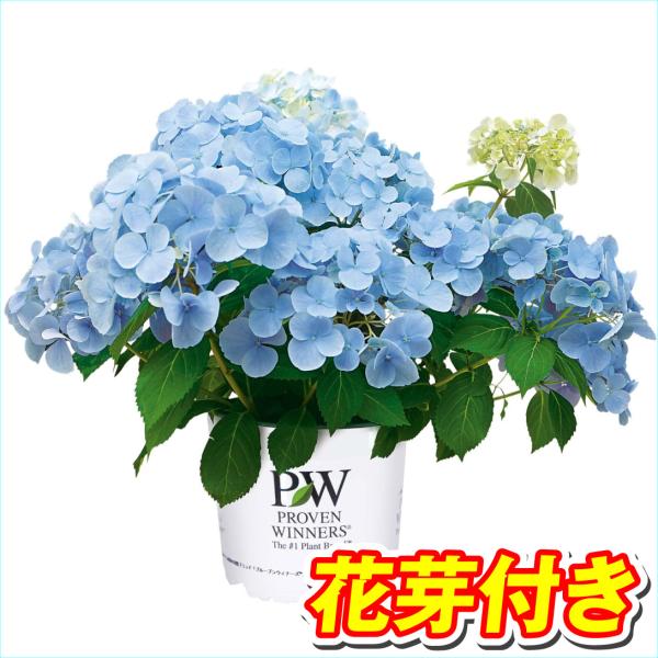 花芽つきの状態でお届けなので、今年から花が楽しめます!!●商品情報：大好評販売中のクリスタルヴェールが早くも改良されて2として販売開始!!根っこが強くなり、枝数や株のボリュームがパワーアップしたアジサイ!!手まり咲き花が枝いっぱいに咲き誇り...