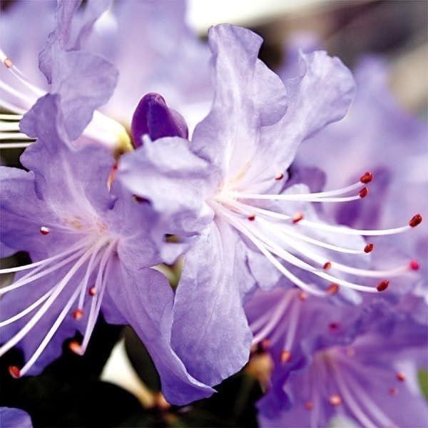 ●商品情報：シャクナゲ交配。神秘的な青みがかった薄紫の花を咲かせる、ツツジとシャクナゲのハイブリッド系品種。ボール状に開花するので、ボリュームがあり、見応えも抜群です。●お届け状態：挿木2〜3年生10.5ｃｍポット苗(樹高約10〜20cm)...