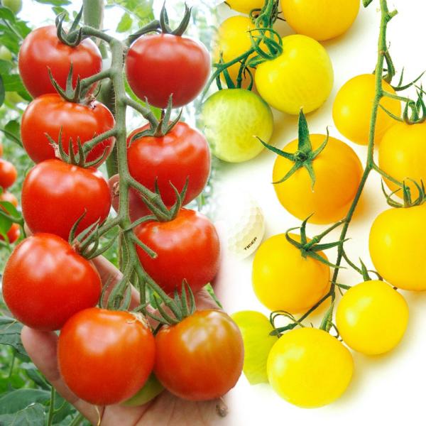 ●セット内容接木野菜苗 中玉トマト 接木F1Mr浅野のけっさく(R)II 2株接木野菜苗 中玉トマト F1TYミディイエロートマト 2株