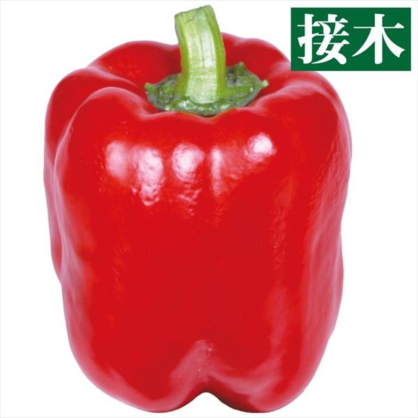 ●商品情報：大果で、約５ｍｍの肉厚なベル形のカラフルなパプリカ。炒め物やサラダに加えると彩りプラス！ 育てやすく美味。●果重（約）：210g●お届け状態：接木9cmポット苗●栽培ポイントパプリカはなり始めは緑色です。各々の色に着色するまで6...