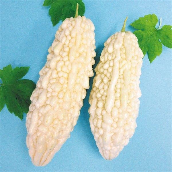 ●商品情報：ずんぐりとした短形で、果皮は光沢がある白ゴーヤ！ マイルドで苦味少なく食べやすい。●果長（約）：20〜25cm●果重（約）：400g●お届け状態：実生9cmポット苗 ●備考：※ポットの口の対角線または直径が9cmとなります。※関...