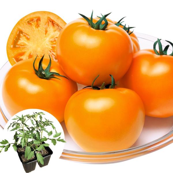 ●商品情報橙黄色の「桃太郎」トマト！ 肉質緻密で草勢はおとなしく着果性に優れ、栽培は容易。甘酸適和で風味抜群！●果重（約）：210〜220g●お届け状態： 接木4連ポット（1ポットあたり4株入）　※4連ポット1個あたりの大きさ（約）：幅12...