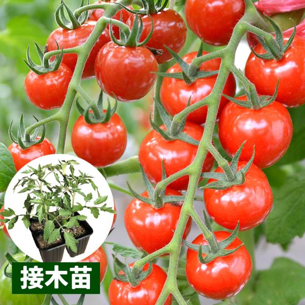 ●商品情報：サクランボみたいに美しく輝くミニトマト！　「本当に旨いミニトマト」を求め、弊社スタッフがついにたどり着いたのが、このトマト！　スタッフも試食をさせて頂きましたが、これはもう驚愕の美味しさ。超薄皮がプチンと弾けると同時に、「濃くて...