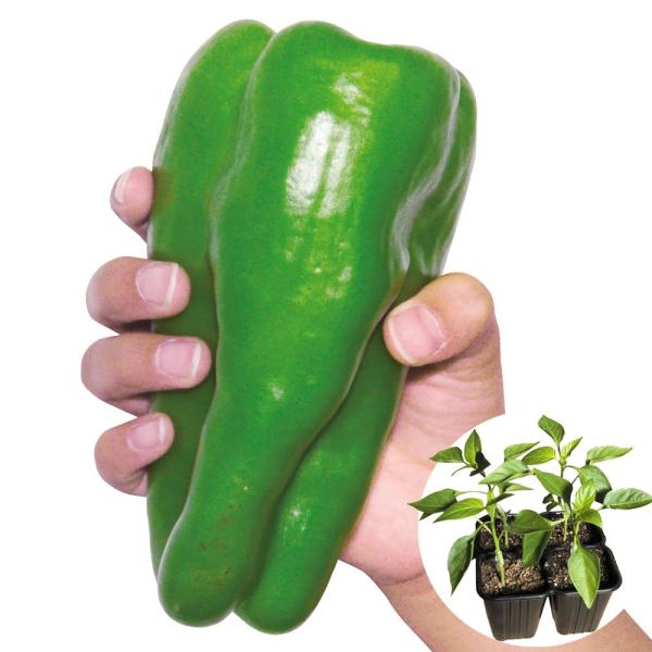 ●商品情報：緑色の未熟果の時からすでに甘く、完熟すればさらに濃厚な甘さに！ パプリカの血を引いているのでピーマン特有の臭み少なく、肉厚で柔らかい！●果長（約）：15〜22cm●果重（約）：70〜100g●お届け状態： 接木4連ポット（1ポッ...