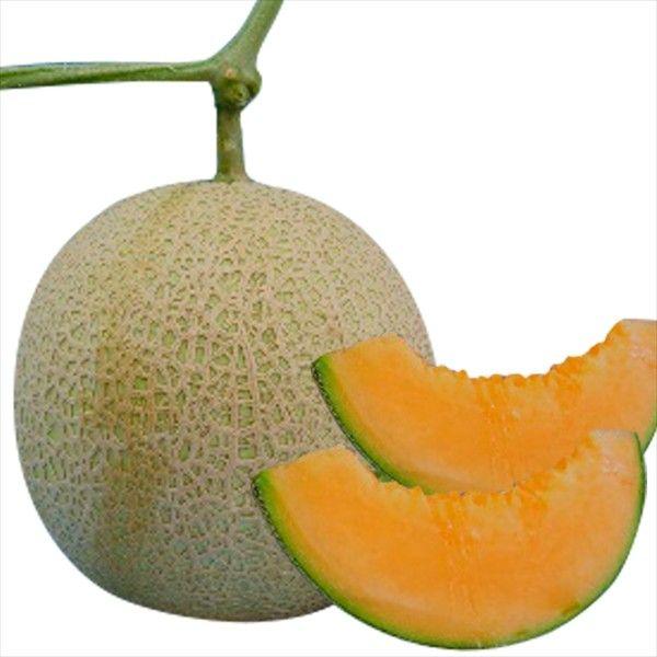 ●商品情報：芳醇な香りと甘さがたまらない！ 芳醇な香りと糖度約16度の甘さが素晴らしい濃橙肉ネットメロン。なめらかな食味もあわさり絶品です。草勢強く、うどんこ病・つる割病（R1・R2）に抵抗性があり、非常に強く作りやすい。●果重（約）：1....