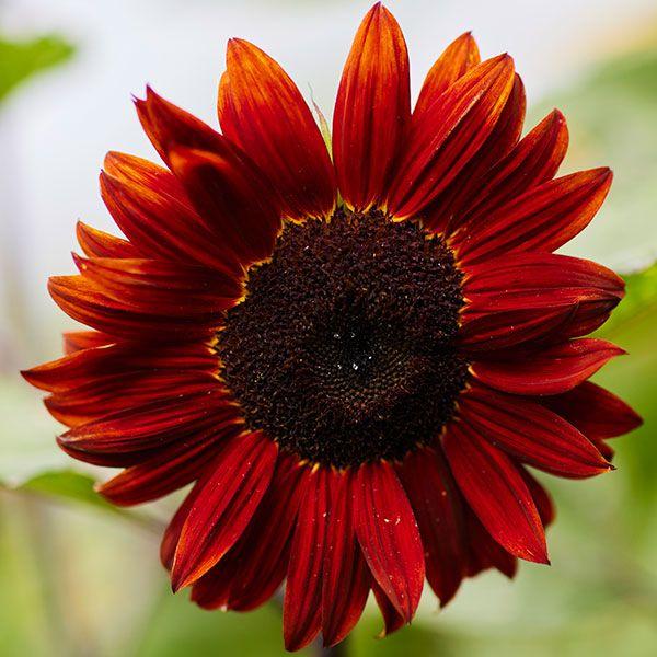 シックな花色●商品情報：シックな赤色が素敵！全国で栽培可能な1年草。育てやすく、夏の花壇の主役に相応しい。切花にも最適!※栽培環境によっては黄色が出ることがあります。●お届け状態：種●分類：1年草●花期：7〜10月●草丈：180cm ※種子...