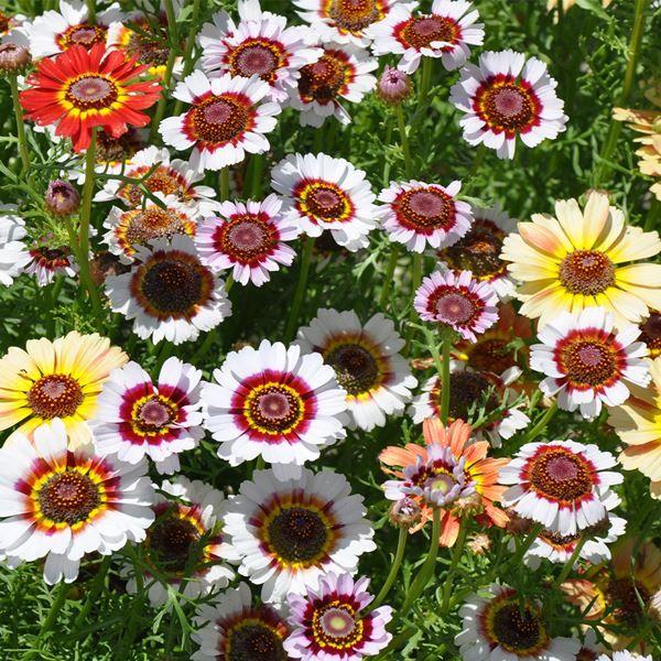 ●商品情報：特徴的な花弁が人気の秘訣！アレンジに最適です。   ●お届け状態：種子   ●発芽適温： 15〜20℃   ●分類：1年草   ●開花時期：4〜6月   ●草丈：60cm   ●栽培適地：庭・鉢・切花  ●備考：※種子の粒数はお...