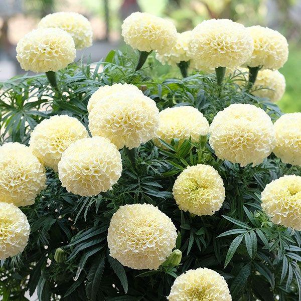 ●商品情報：花径約8cmの八重咲・大輪花。こんもりとしたボール状の花が可愛い！よく枝分かれするので鉢植えや花壇に最適です。   ●お届け状態：種子   ●分類：1年草   ●開花期(約)：夏〜秋   ●草丈(約)：35〜40cm●発芽適温(...