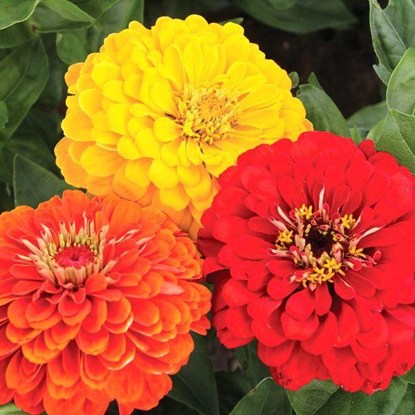 明るい花色●商品情報：全国で栽培可能!栽培簡単で生育が早く、開花期間が長い。花持ち良く、庭植えでも、切花にしても十分に楽しめます。※栽培環境により一重咲きになる場合があります。●お届け状態：種●分類：1年草●花期：7〜10月●草丈：90cm...