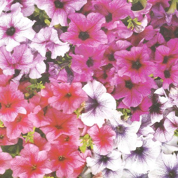 個性的な色彩●商品情報：初夏から秋にかけて長〜く咲くので「花壇の女王」とも呼ばれています。生長が速く丈夫なので、初心者さんにもオススメ。●お届け状態：種●分類：1年草●花期(約)：7〜10月●草丈(約)：25cm ※種子の粒数はおおよその目...