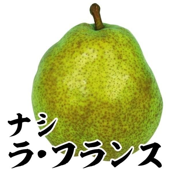 ●商品情報：独特の香りと桃のようにとろける果肉が絶品の有名洋ナシ。●お届け状態：接木1年生根巻苗●分類：落葉樹●収穫期(約)：10月上旬●日照：日なた●耐寒性：強/寒冷地でも地植えOK●栽培適地：庭・鉢●栽培ポイント：1本では実らないので「...