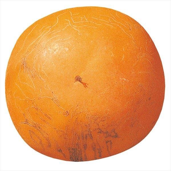 ●商品情報：最高糖度20度で肉質緻密の、知る人ぞ知るグルメ甘柿!  果汁たっぷりの果肉がとろけ、それでいて歯ざわりもしっかり。今までの柿をはるかに超える美味しいさ。果重約230g。●お届け状態：接木1年生ポット苗●分類：落葉樹完全甘柿(タネ...