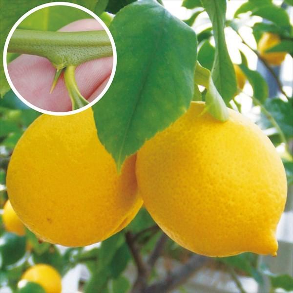 ●商品情報：果皮が緑色の「グリーンレモン」はフレッシュな酸味・香りが楽しめ、果皮が色づいた完熟果は、果皮や果実がやわらかくなり、後味にほんのり甘さを感じられるほどまろやかなレモンに。輸入物にはない美味しさは感動ものです。無農薬で育てれば、ハ...