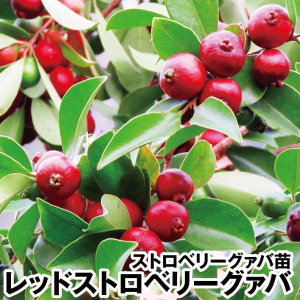 ストロベリーグァバ　苗　果実・植物・フルーツ・果樹 グアバの苗木 レッドストロベリー 【果樹の苗 4号／1個売り