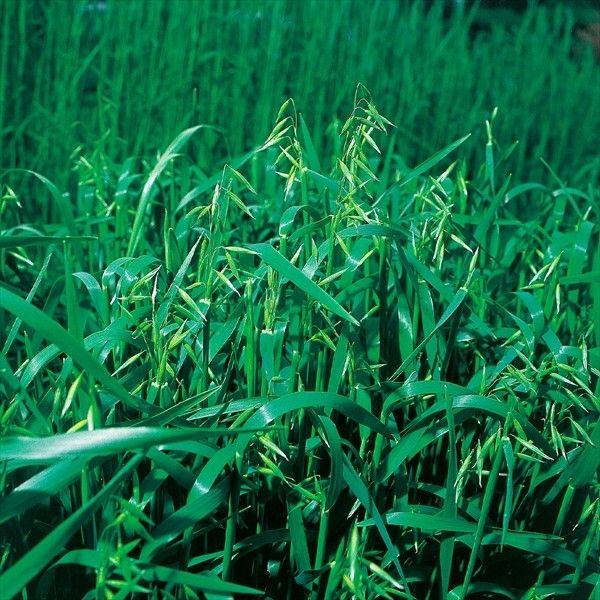 ●商品情報：多くの有機物を補給する！！ 青刈り作物として広く栽培される秋・春蒔き可能な中生種。耐湿性が強いので水田裏作やサイレージ用にも利用できる。●用途：堆肥補給・雑草抑制●お届け状態：種子●播種目安：・暖地・中間地：3〜5月中旬、9〜1...