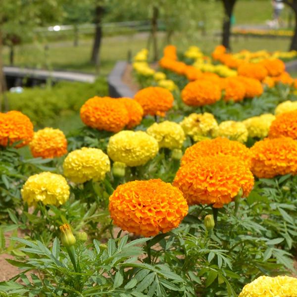 花苗 アフリカンマリーゴールド 3号ポット 5株 : 花と緑 国華園 - 通販