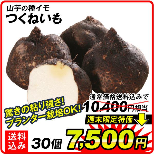 山いも種芋 つくねいも 30個 送料無料 [期間限定特価]