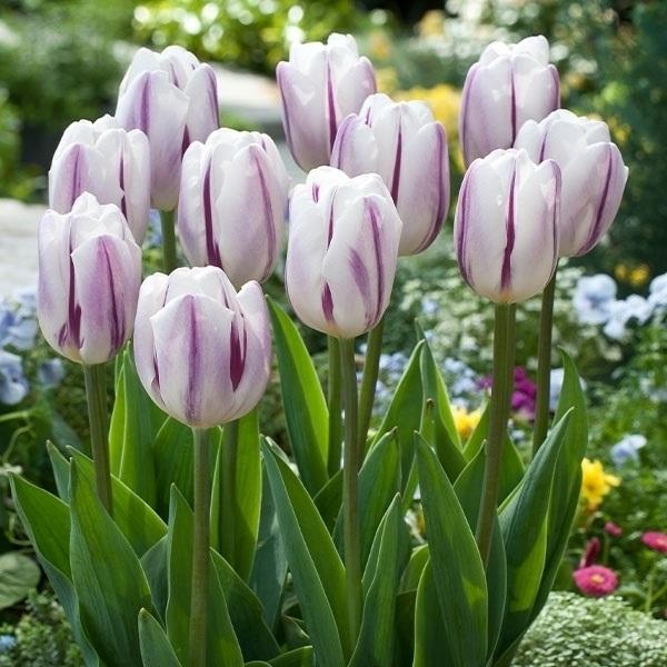 ●学名・英名Tulipa Flaming Flag ●分類トライアンフ Triumph ●商品情報白と紫の花色がエレガンスで美しいチューリップの球根。2022年フラワーバルブオブザイヤー受賞花 ●お届け状態球根 (開花見込みサイズ) ●開花...